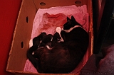 Nestje Kittens_002